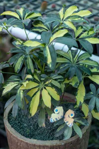 Schefflera Urozmaicony Żółty Zielony Kolor Liści — Zdjęcie stockowe