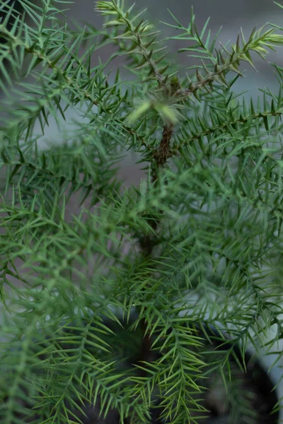 Araucaria Kurnaz Çam Ağacının Yakından Görünüşü — Stok fotoğraf