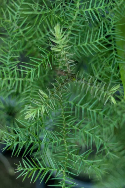 Araucaria Cunninghamii Colonial Pine Tree — Stock Photo, Image