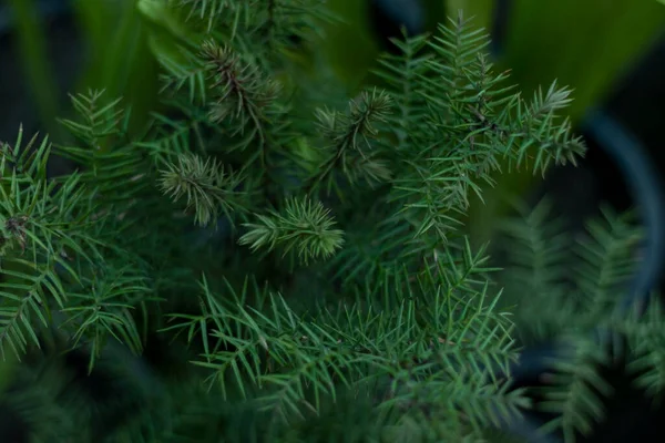Araucaria Baum Obere Winkel Ansicht — Stockfoto
