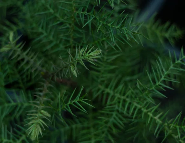 Araucaria Cunninghamii Kiefer Von Oben — Stockfoto