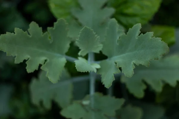 Kalanchoe Beharensis Rośliny Liści Dębu — Zdjęcie stockowe