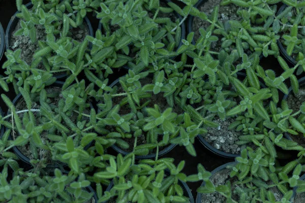 Delosperma Echinatum Pianta Sottaceti Impianto Ghiaccio — Foto Stock