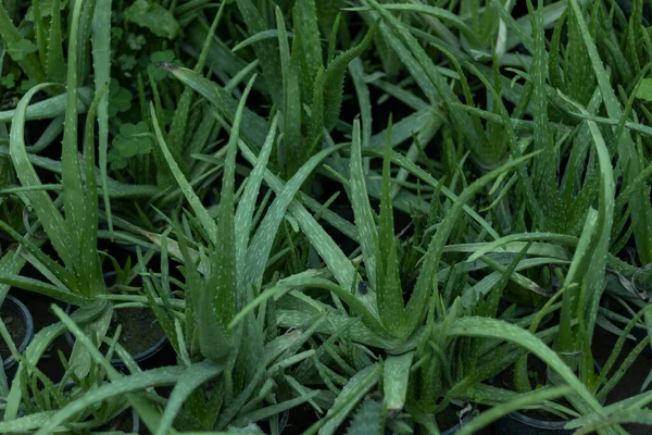 Tanaman Aloe Vera Sehat Segar — Stok Foto