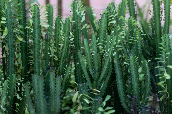 Euphorbia Trigona Leche Africana —  Fotos de Stock