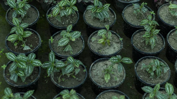 Pilea cadieri aluminum small plants in pots