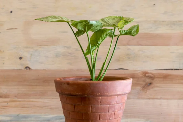 Syngonium Planta Uma Panela Terracota Com Fundo Madeira — Fotografia de Stock