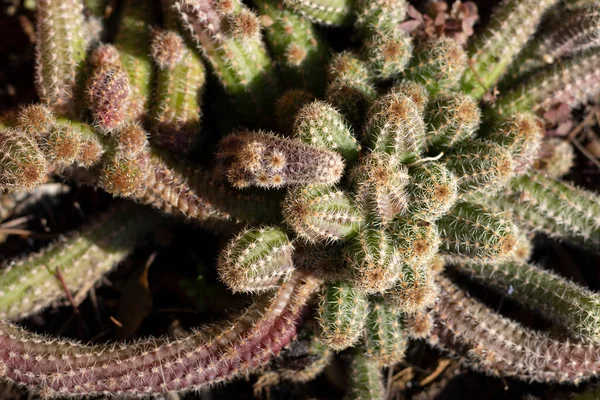 Kaktus Orzechowy Zmienia Kolor Zimie — Zdjęcie stockowe