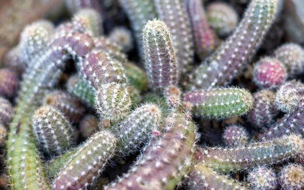Mogyoró Kaktusz Clump Közelkép — Stock Fotó