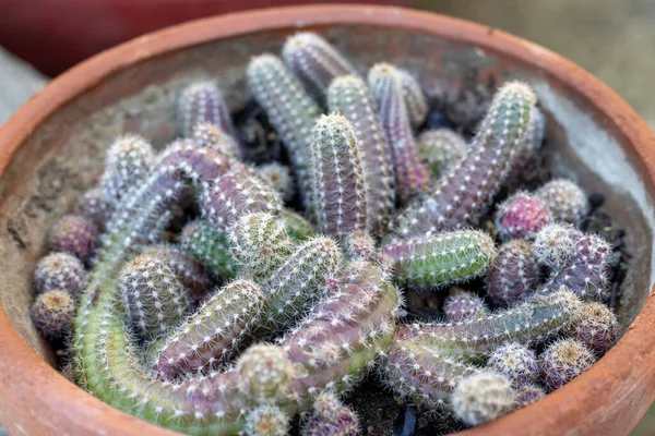 Chamaecereus Cactus Μια Μικρή Κατσαρόλα — Φωτογραφία Αρχείου