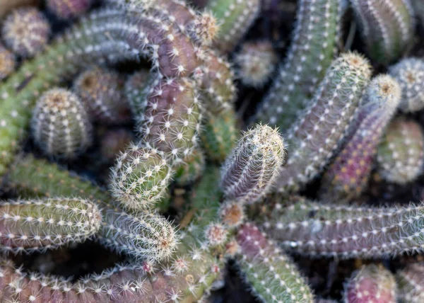 Echinopsis Chamaecereus Lub Chamaecereus Cactus — Zdjęcie stockowe
