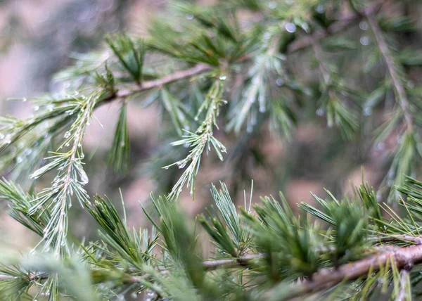 Cedar Puun Oksat Luonnollinen Tausta — kuvapankkivalokuva