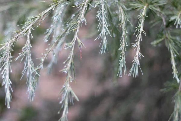Ветка Деодора Капельками Дождя Фоне Размытия — стоковое фото