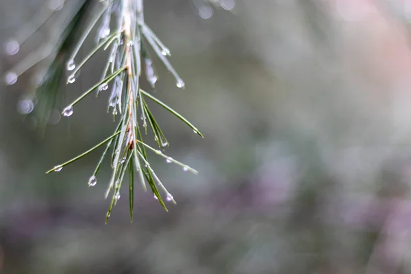 Cedar Tree Branch Raindrops Natural Background — Stock Photo, Image