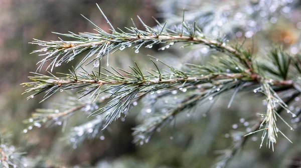 Branche Cèdre Sous Une Pluie Avec Des Gouttes Pluie — Photo