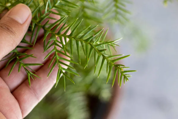 Holding Branch Arucaria Colonial Pine Hand — Stock Photo, Image