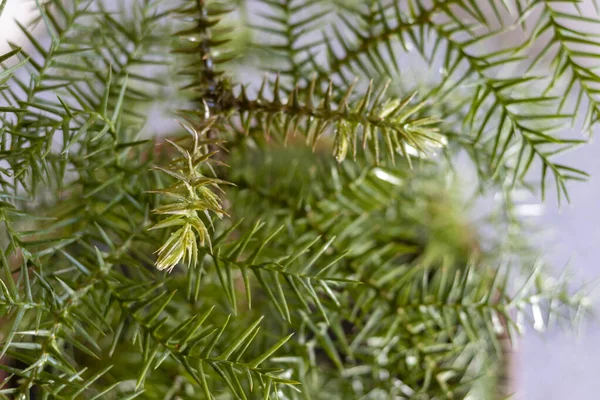 Araucaria Queensland Pine Tree Closeup — Stock Photo, Image