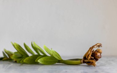 Zamioculcas zamiifolia çıplak kökleri fotokopi sapıyla