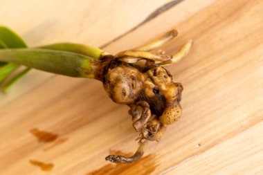 Zamioculcas zamiifolia rhizomes kök çürümesinden tasarruf