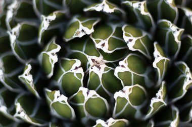 Agave victoriae huni şekilli bitki