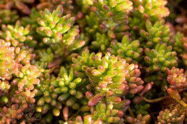 Sedum rubrotinctum süslemeli bitki üst görünümü