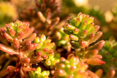 Sedum rubrotinctum süslemeli bitkiler yakın görünüm