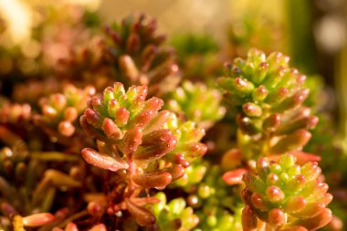 Sedum rubrotinctum sulandırıcı yakın görünüm