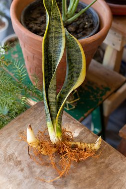 Sansevieria Trifasciat ve yavruları