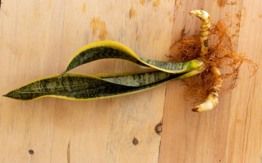 Sansevieria Trifasciat siyah altın kökleri.