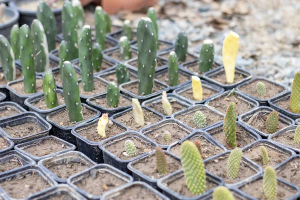 Opuntia Pflanzen Aus Dem Schnitt Ziehen — Stockfoto