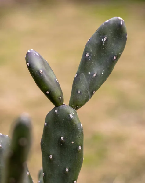 Opuntia Quimilo Cactus Con Enfoque Selectivo Fondo Borroso — Foto de Stock