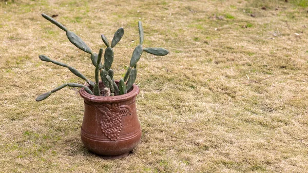 Opuntia Quimilo Kaktusy Dużym Garnku — Zdjęcie stockowe