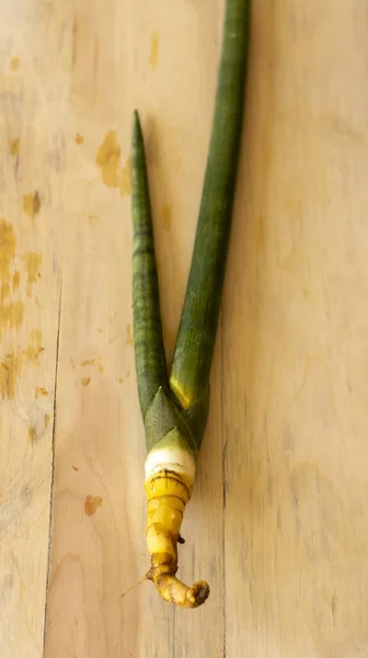 Slangenplant Cilindrische Blote Wortels Plant — Stockfoto