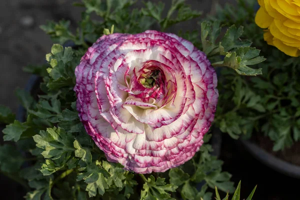 Ranunculus Flor Buttercup Uma Estação Primavera — Fotografia de Stock