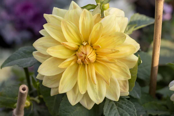 Dahlia Cor Amarela Flor Closeup — Fotografia de Stock