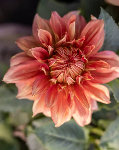 Dahlia Cor Laranja Flor Closeup — Fotografia de Stock