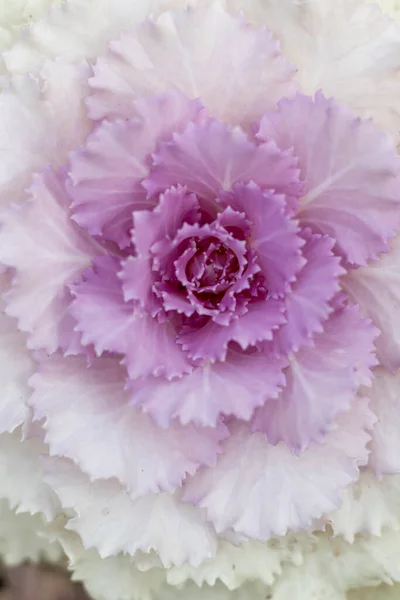 Brassica Oleracea Planta Ornamental Closeup — Fotografia de Stock