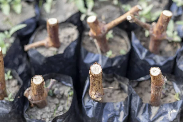 Weinreben Sämling Wächst Polythensäcken — Stockfoto