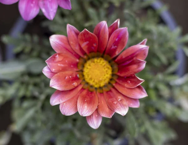 Gazania Virág Közelről — Stock Fotó