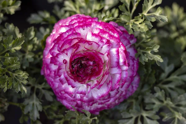 Ranunculus Flor Florescendo Planta Closeup — Fotografia de Stock
