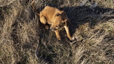 Otların üzerinde oturan başıboş bir köpek yavrusu.