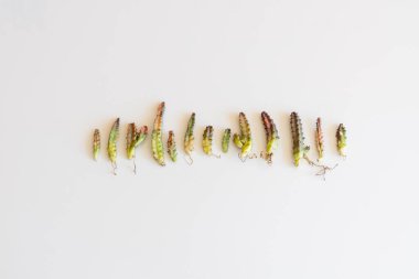 Stapelia çeşitlendirilmiş bitkiler beyaz yalıtılmış arka planda çıplak kökler