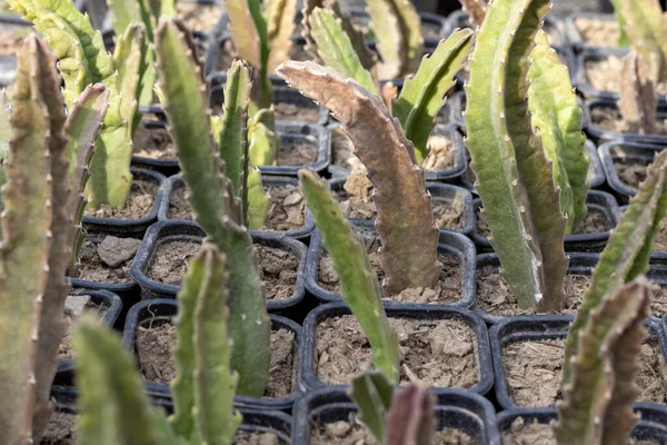 Steppenblumen Plastikbehälter Anbauen — Stockfoto