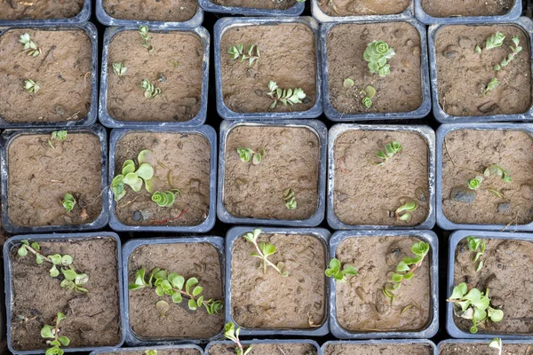 Soleirolia Soleirolii Bebê Rasga Pequenas Plantas Germinando Vasos — Fotografia de Stock