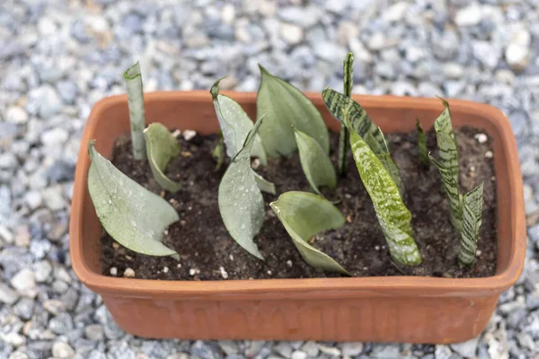 Schlangenpflanzen Aus Blättern Einer Bodenmischung Ziehen — Stockfoto