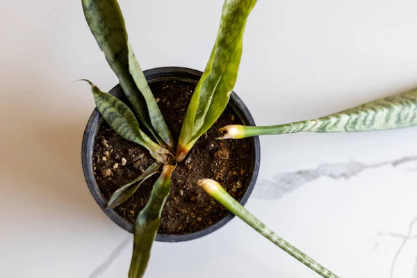 鍋の高角度ビューでオーバーウォータースネーク植物 — ストック写真