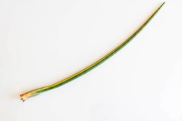 Variegerad Ormväxt Sansevieria Cylindrica — Stockfoto