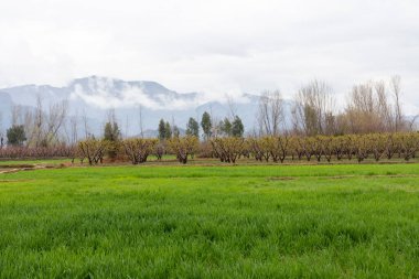 Kırsalda şeftali meyvesi yetiştiriciliği