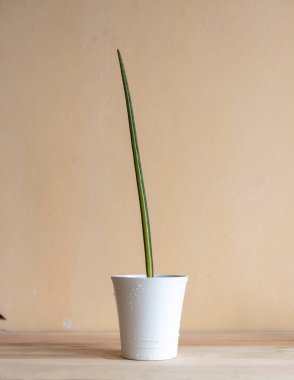 Beyaz seramik kapta çeşitli sansevieria silindirli düz yılan bitkisi.