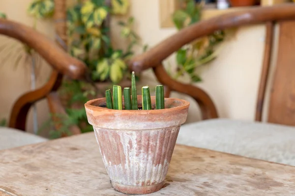 Growing sansevieria cylindrica plant from cuttings